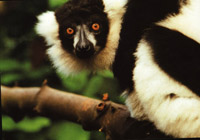 Black and White Lemur